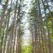 Outdoor Ceremony at Stony Creek Metropark