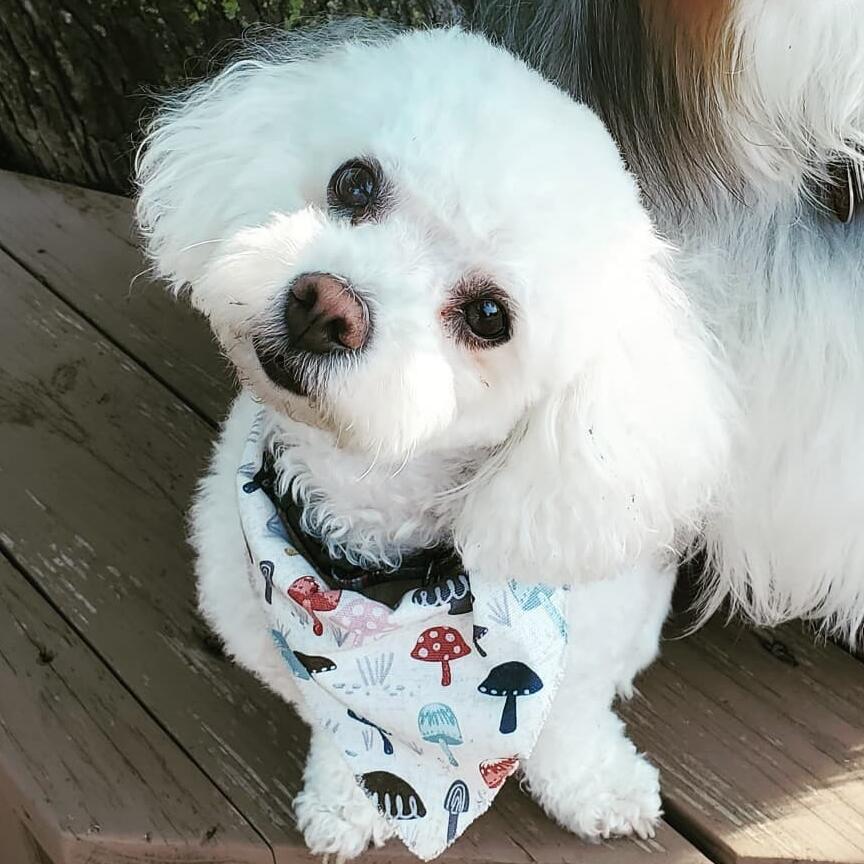Oliver