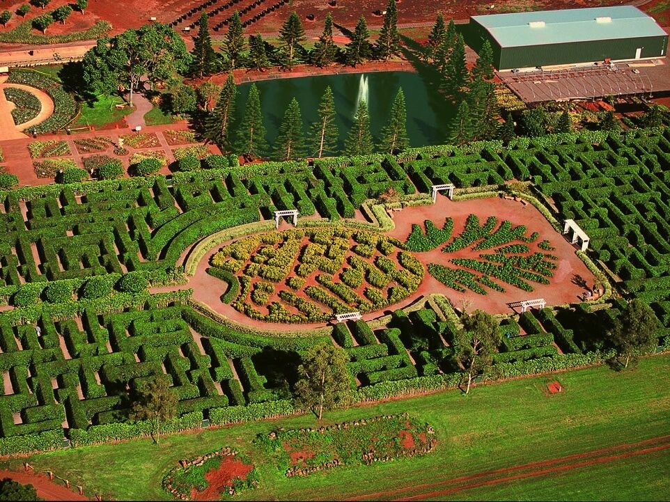 Picture of Dole Plantation