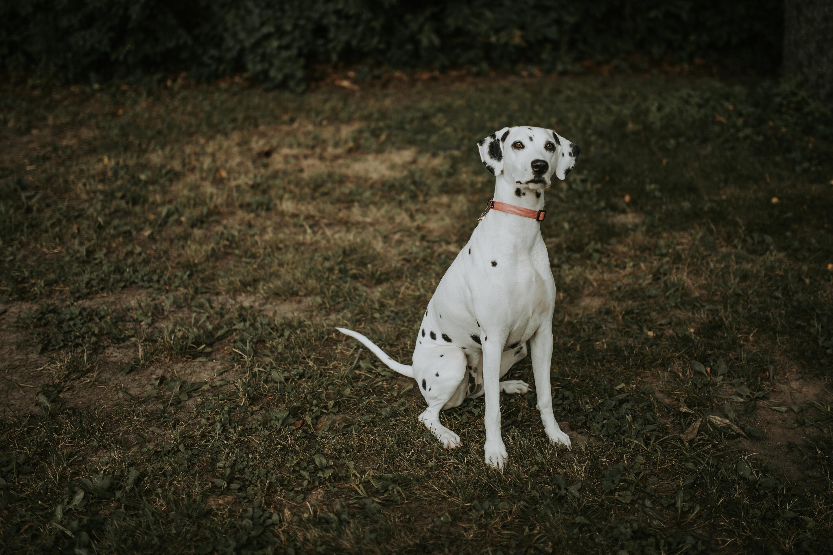Album Photo 21
