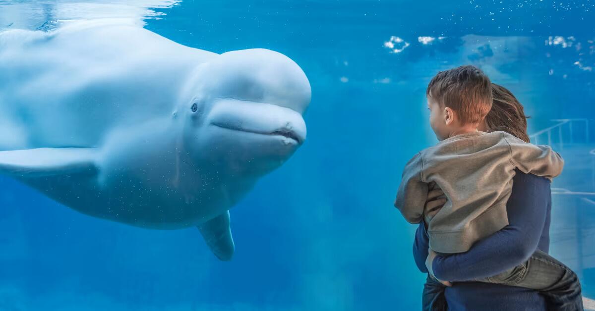Picture of Mystic Aquarium