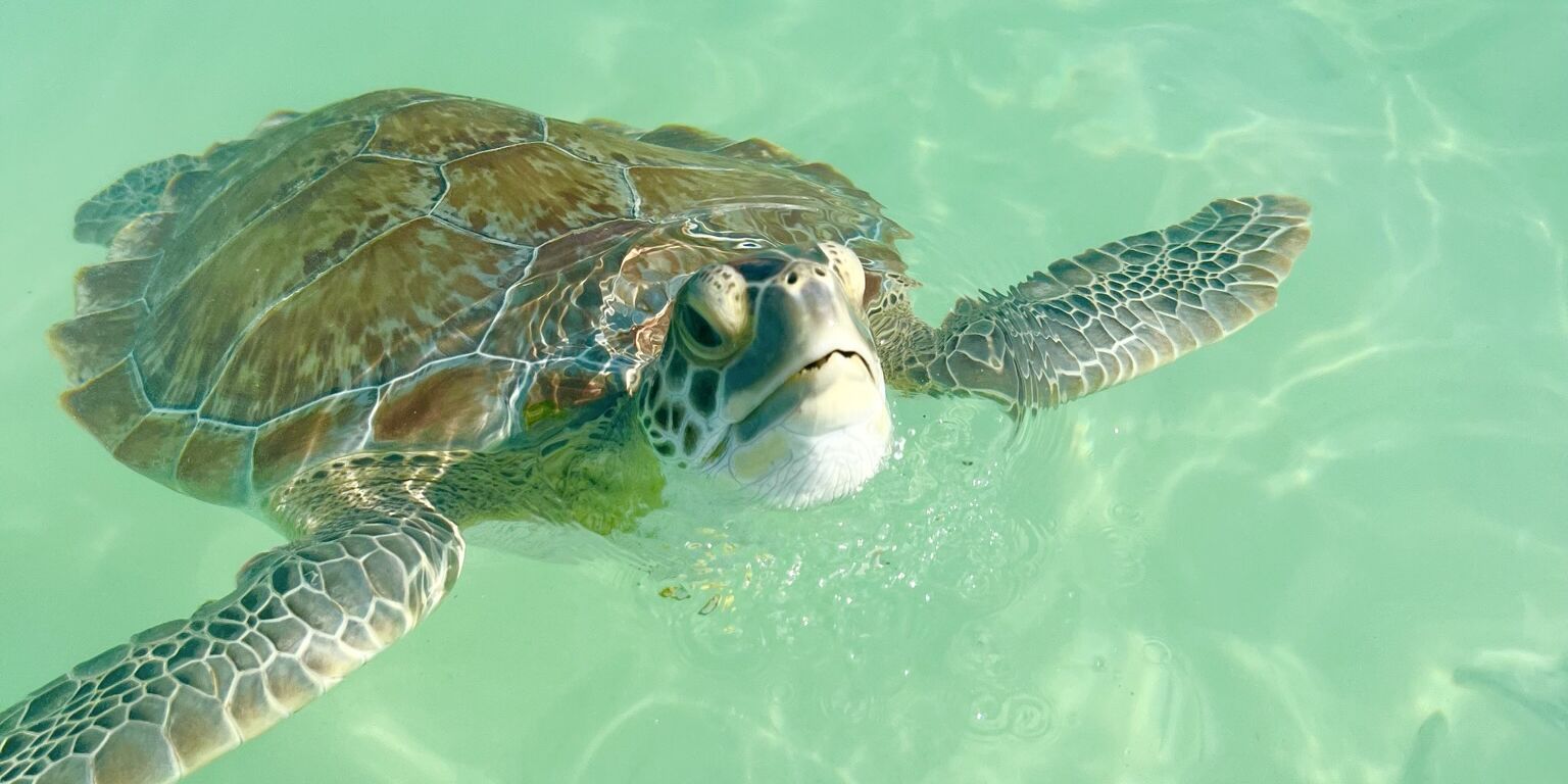Picture of Visit the Turtles, Rays and Sharks