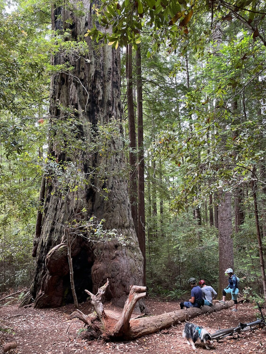 Picture of Big Tree Hike - and others in Mendocino Woodlands