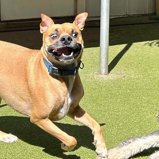 Picture of Our Favorite Photo of Biscuit
