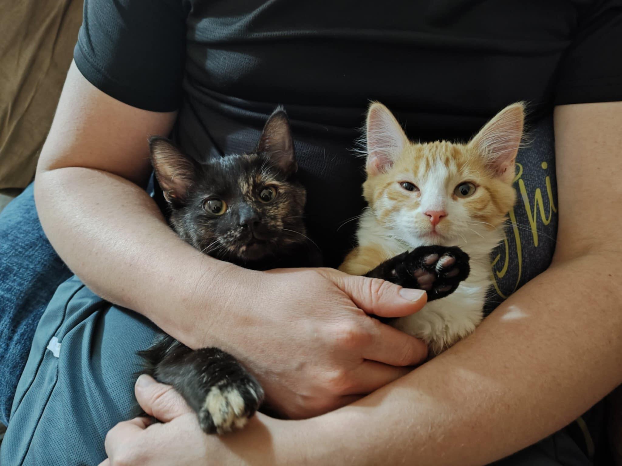 We got 2 new cute members of the family. Moxie and Ginger We got them at the Humane Society and at first only intended to get one but they were both so cute together we couldn't help but get both. Best decision ever!