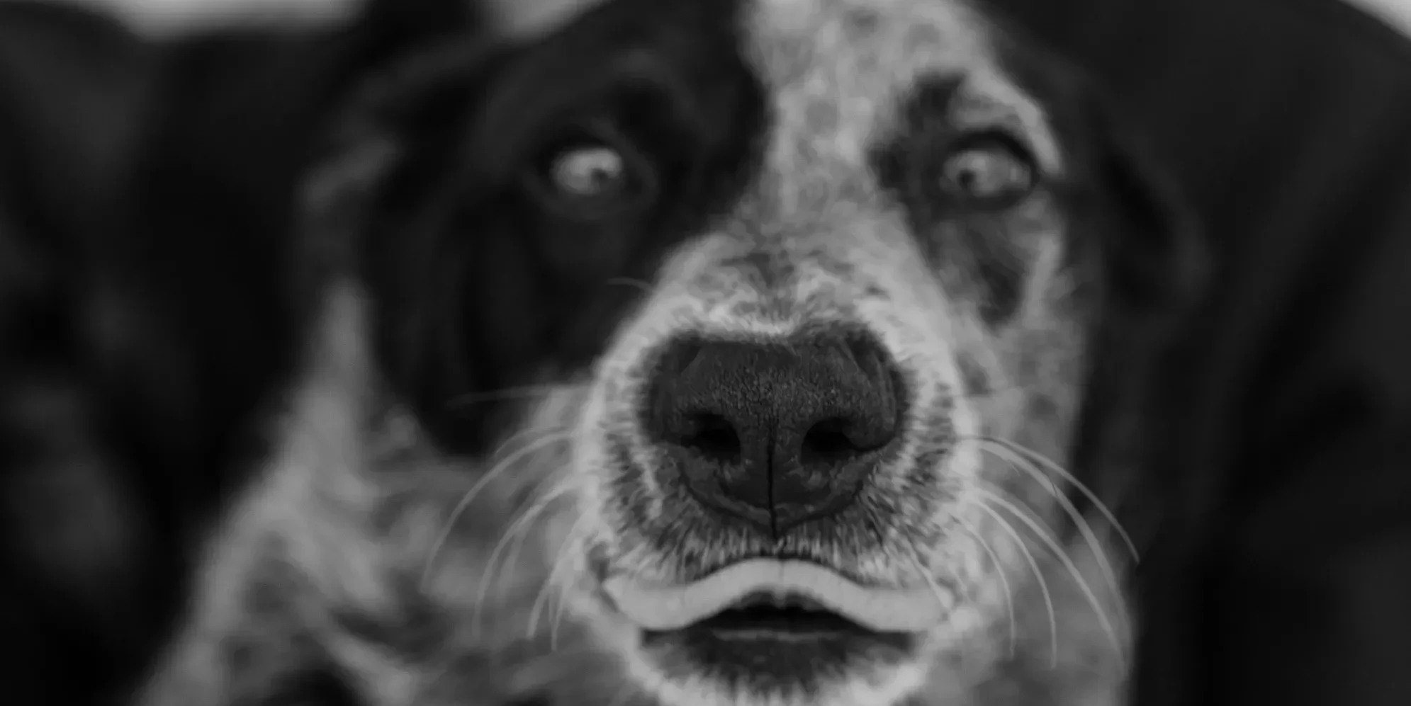 Nichole & Charlie Home Page Banner
