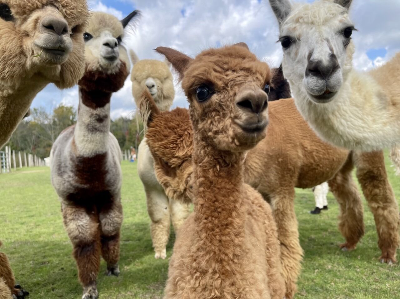 Picture of Majestic Meadows Alpacas & Boutique