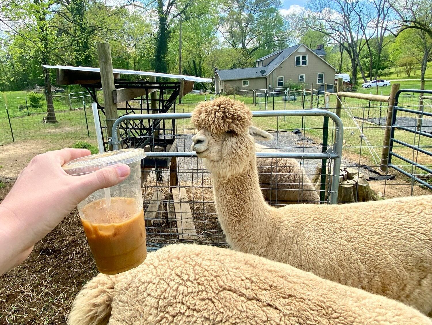 Picture of Rosie Mae's Alpaca Farm and boutique