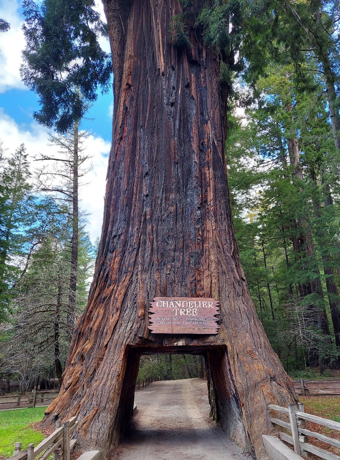 Picture of Chandelier Tree 