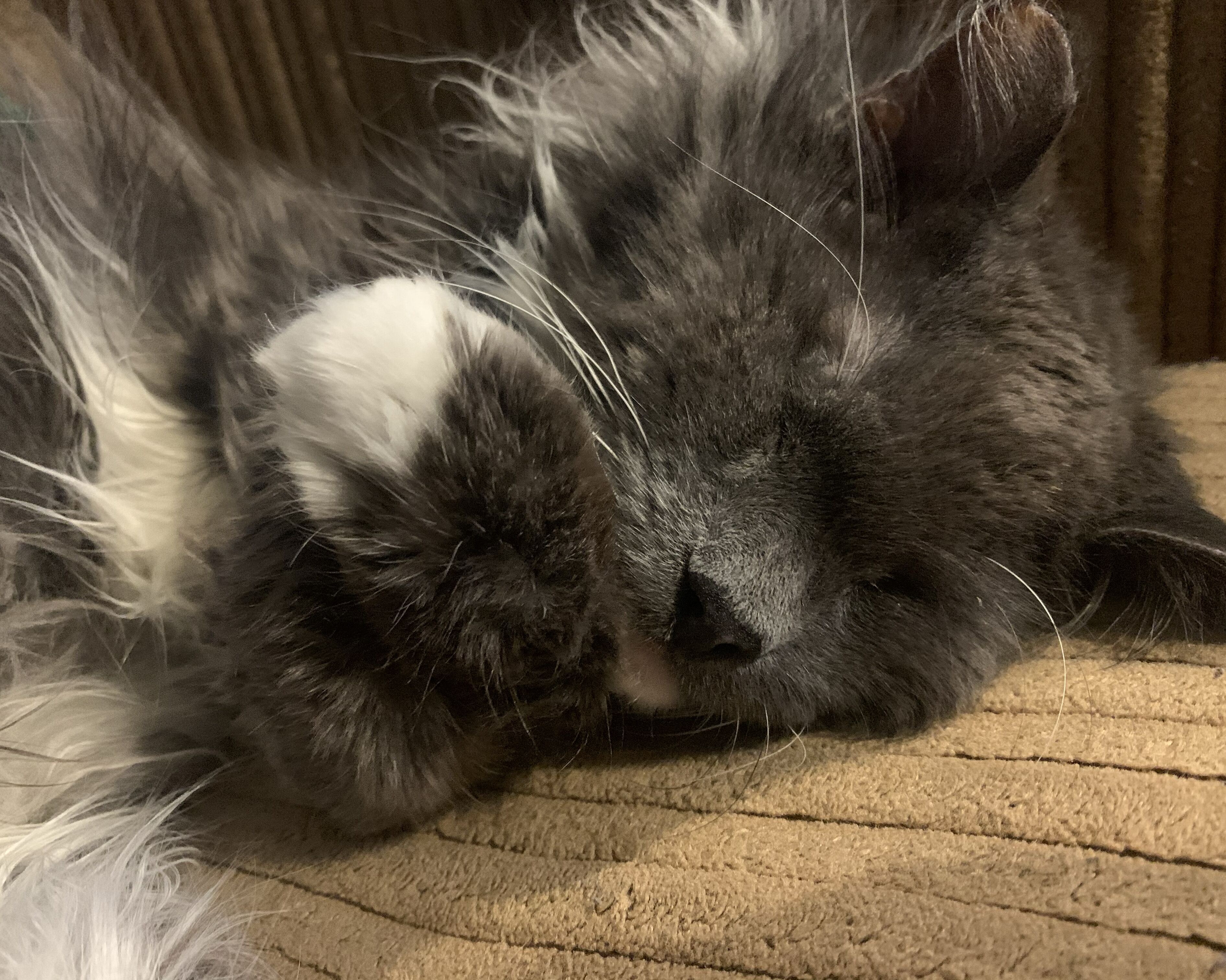 Picture of Elroy