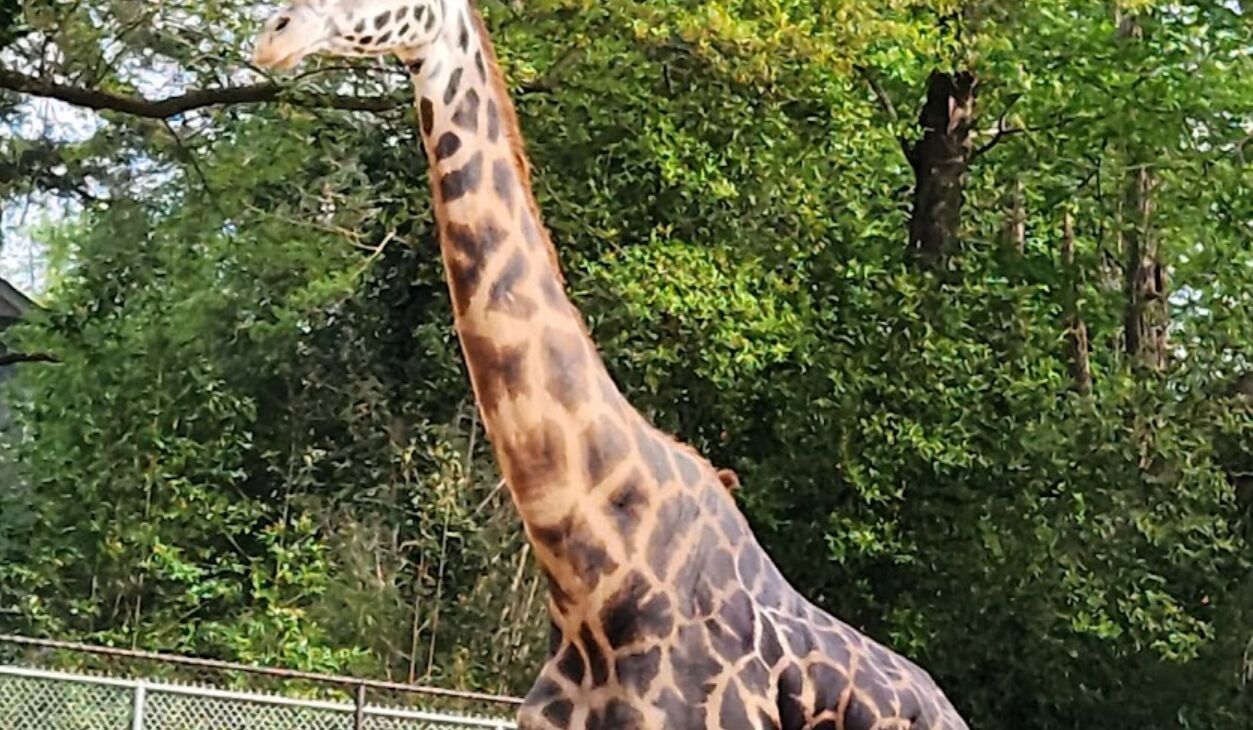Picture of Greenville Zoo