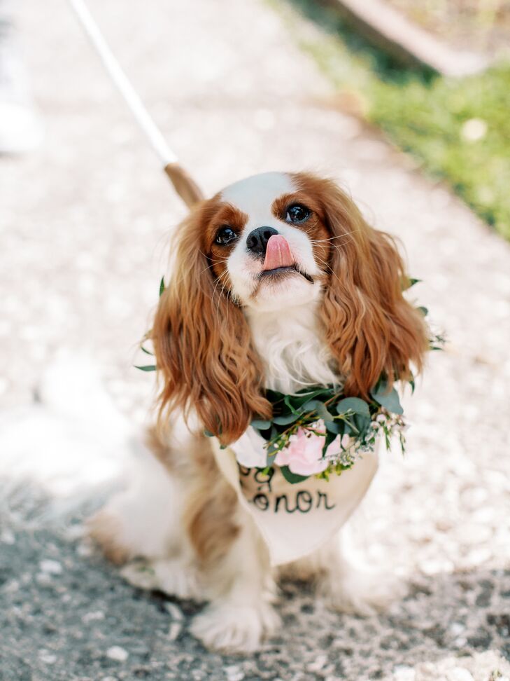 The couple's dog, a Cavalier King Charles Spaniel, served as the dog of honor during their garden-inspired wedding, wearing a real flower collar.