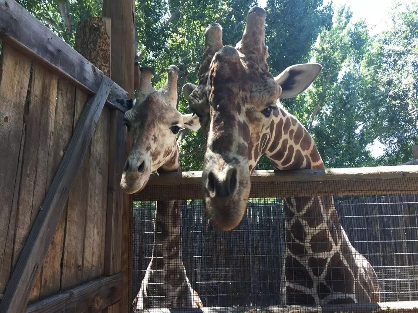 Picture of Zoo Boise