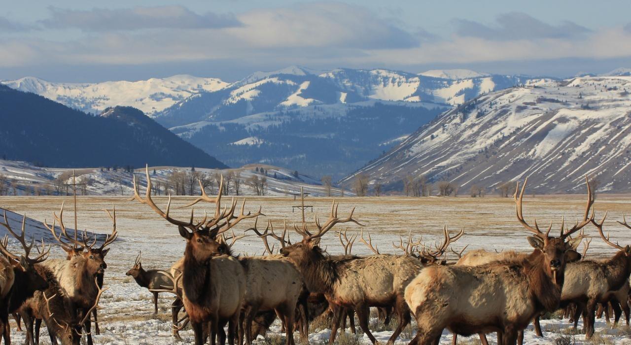 Picture of National Elk Refuge & Greater Yellowstone Visitor Center