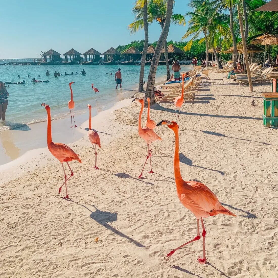 Picture of Flamingo Beach