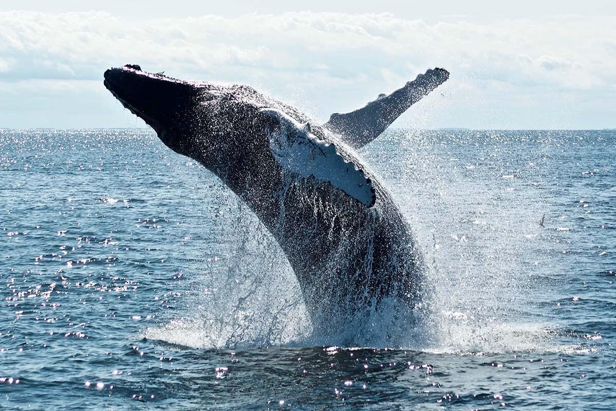 Picture of Whale Watching