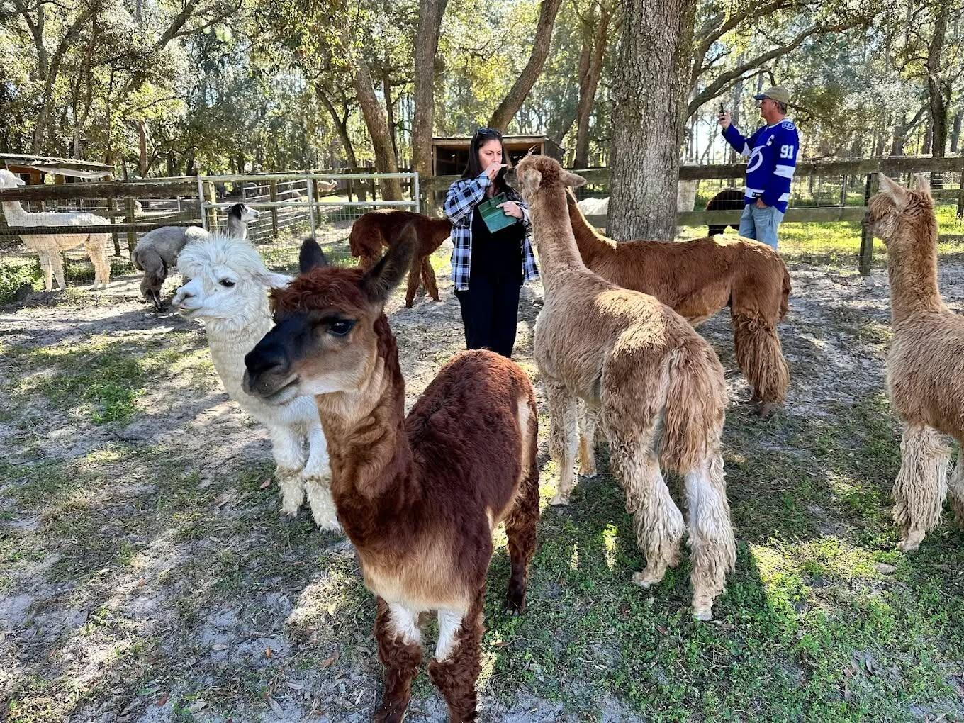 Picture of Funny Farm Alpacas