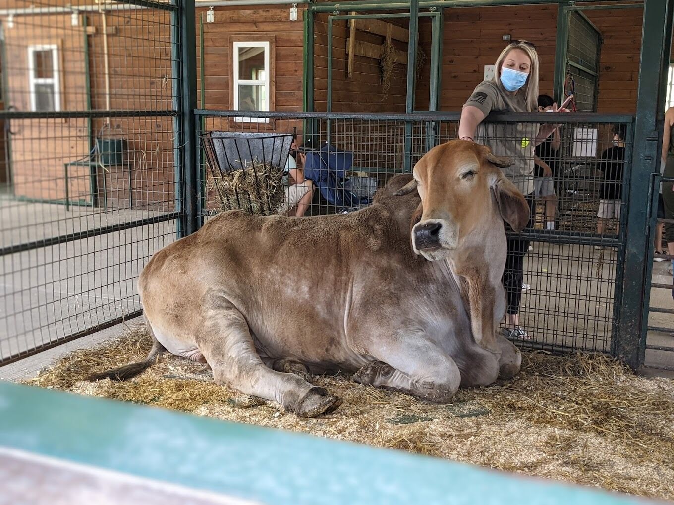 Picture of Green Meadows Petting Farm