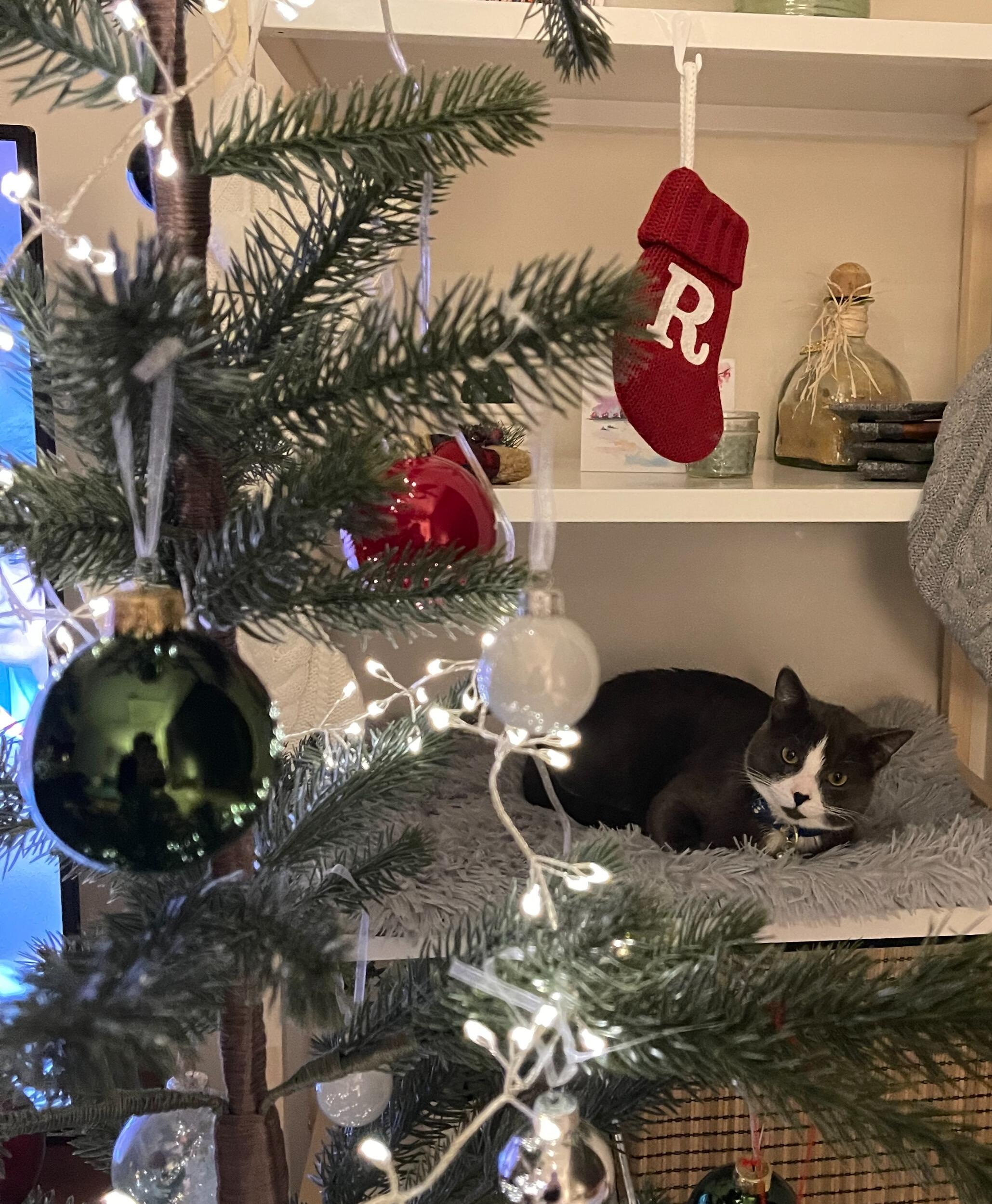 First Christmas in our first apartment together and with our baby Reyn!