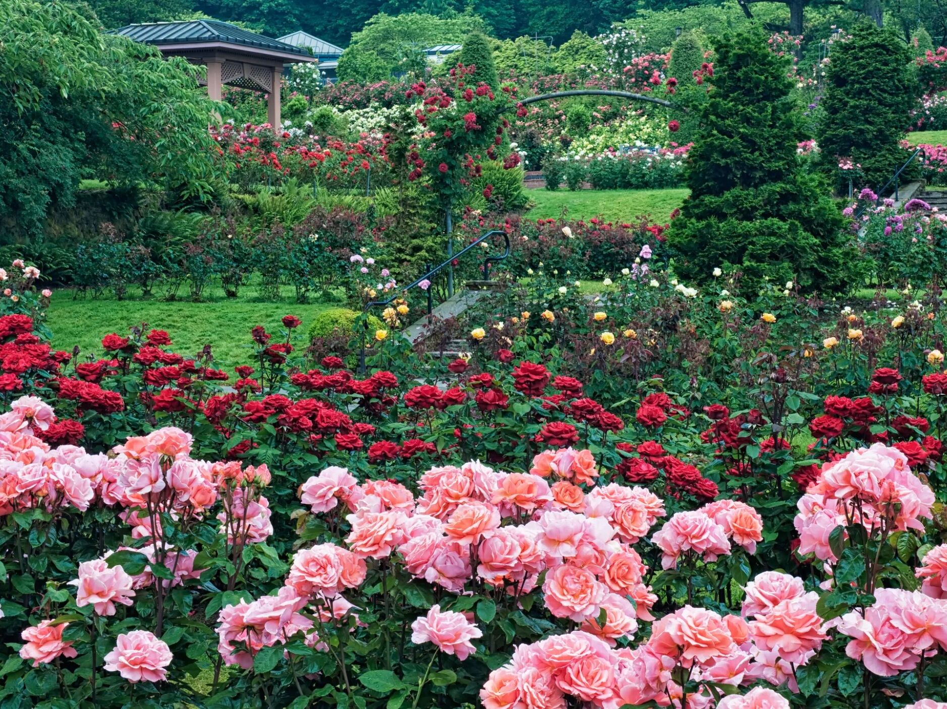 Picture of International Rose Test Garden