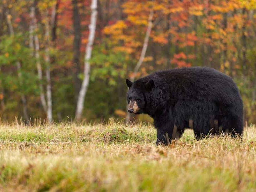 Picture of Cades Cove Scenic Loop