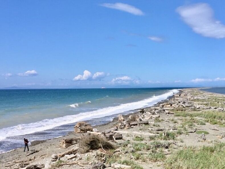 Picture of Dungeness Spit Trail
