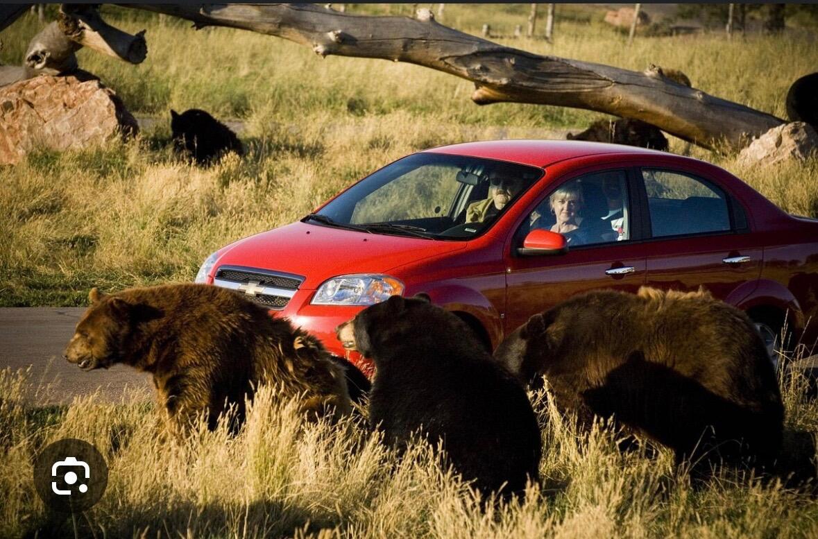 Picture of Bear Country USA