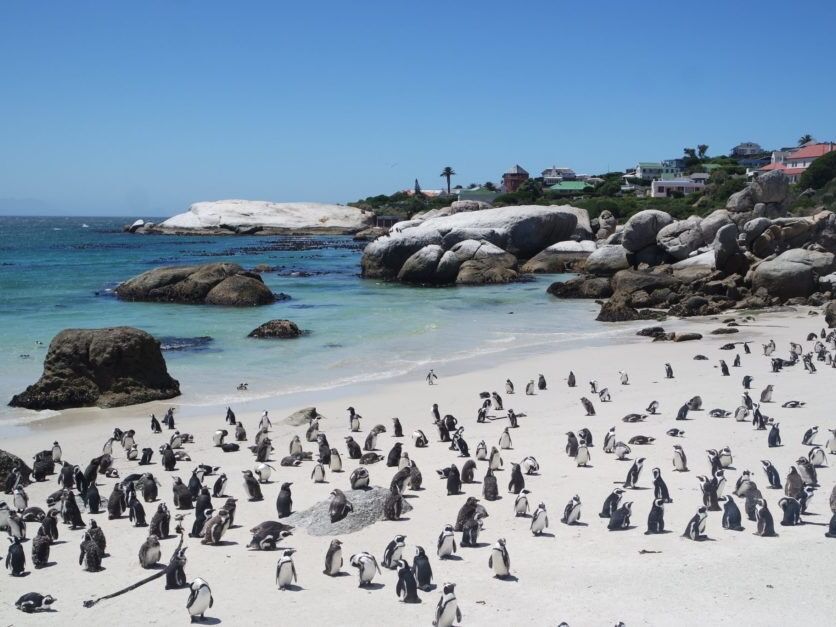 Picture of Boulders beach penguin cottage