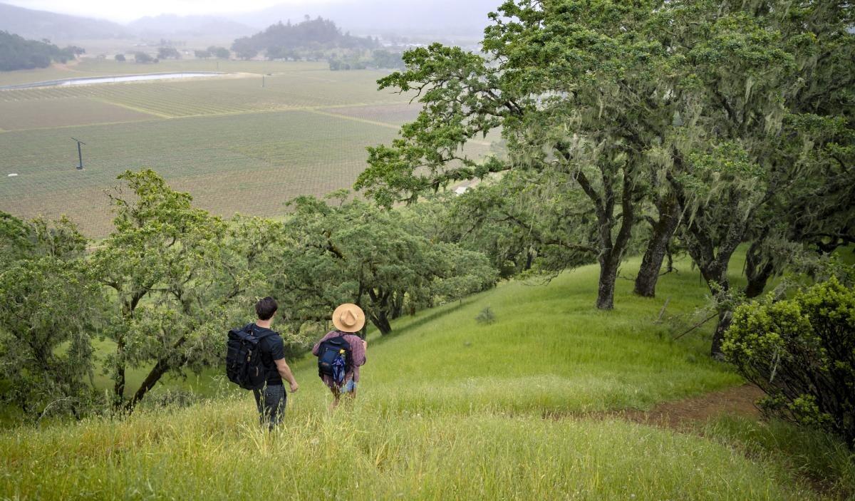 Picture of Napa Valley Hiking