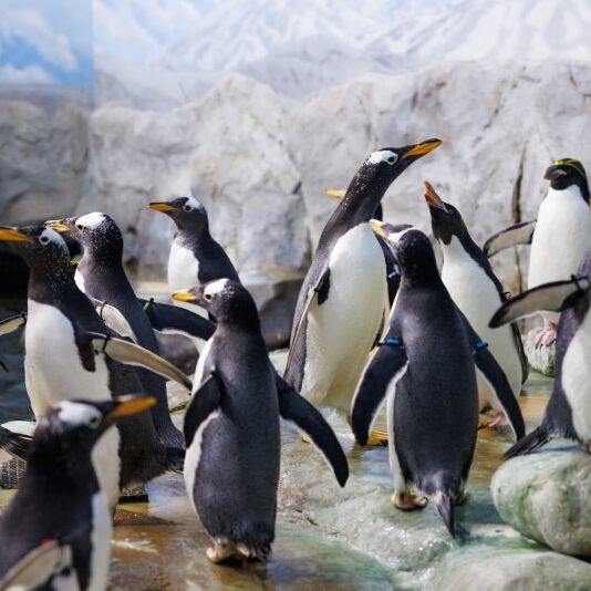Picture of Tennessee Aquarium