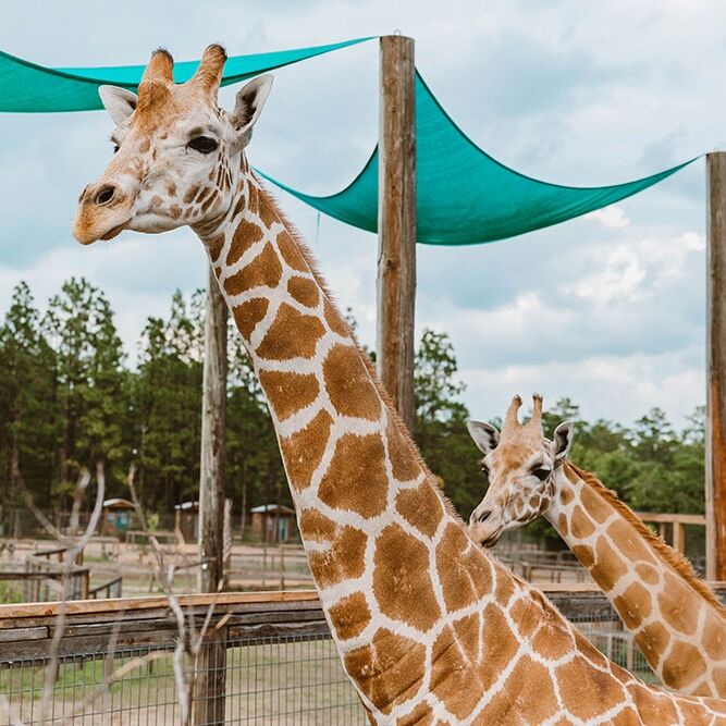 Picture of Emerald Coast Zoo