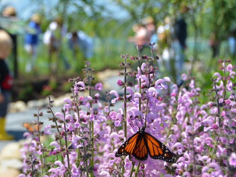 Picture of Coastal Maine Botanical Gardens