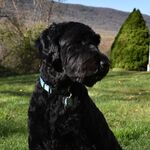 Wesson