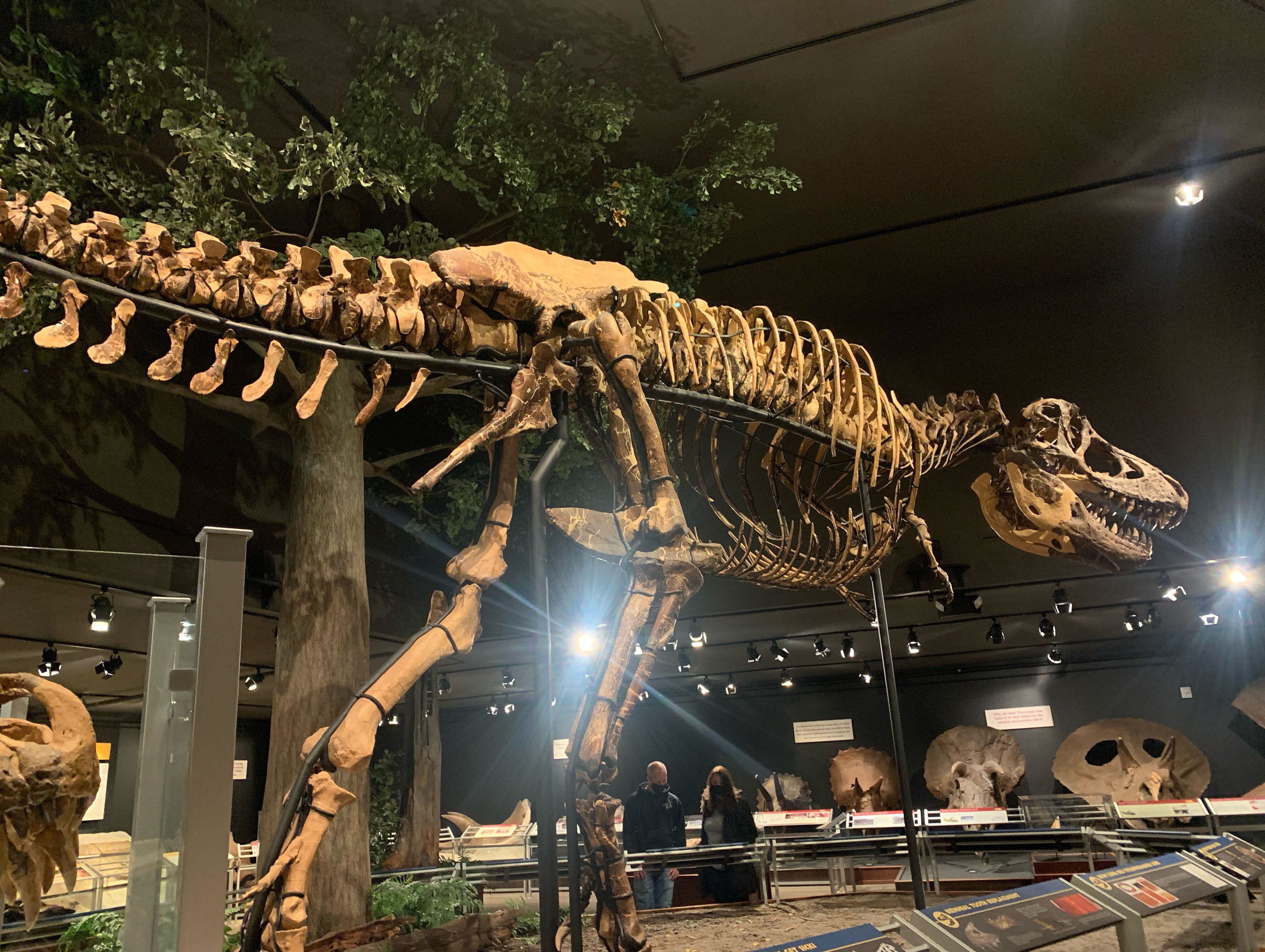 Picture of Museum of the Rockies
