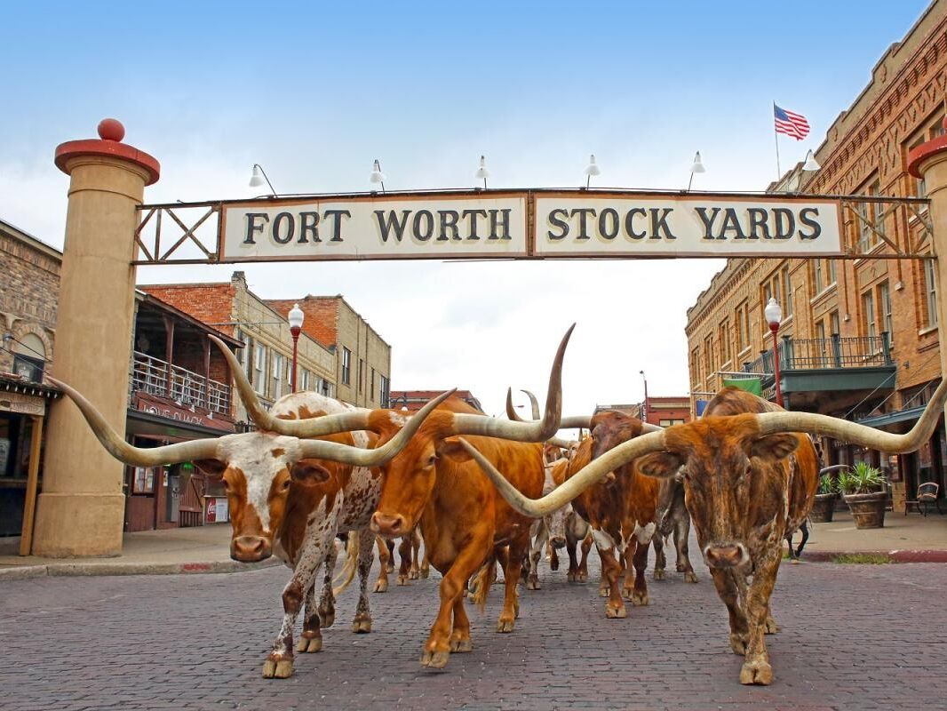Picture of Fort Worth Herd Cattle Drive