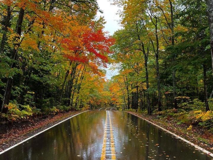 Picture of Tunnel of Trees