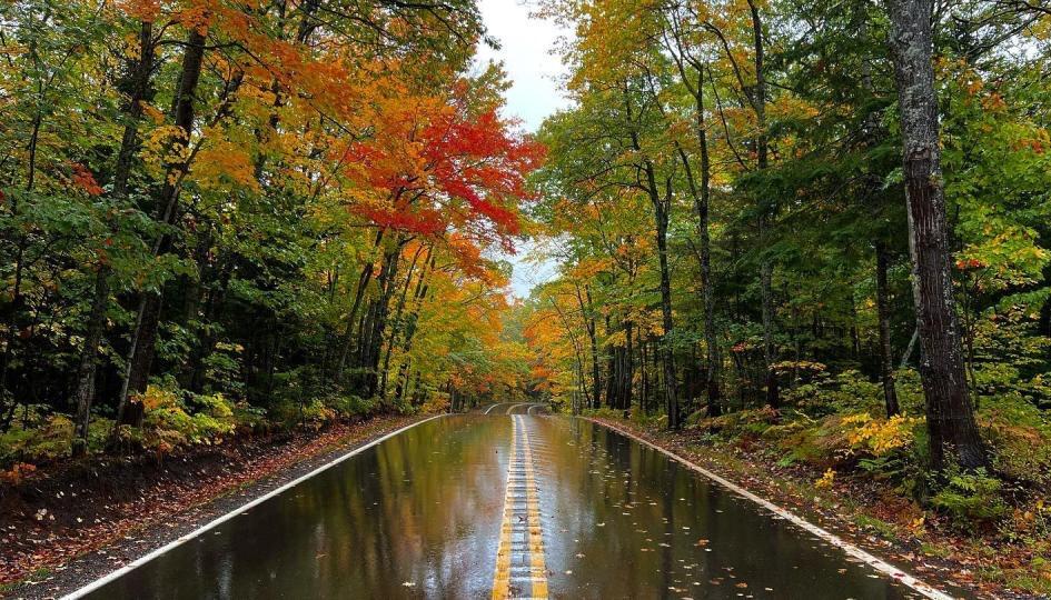 Picture of Tunnel of Trees