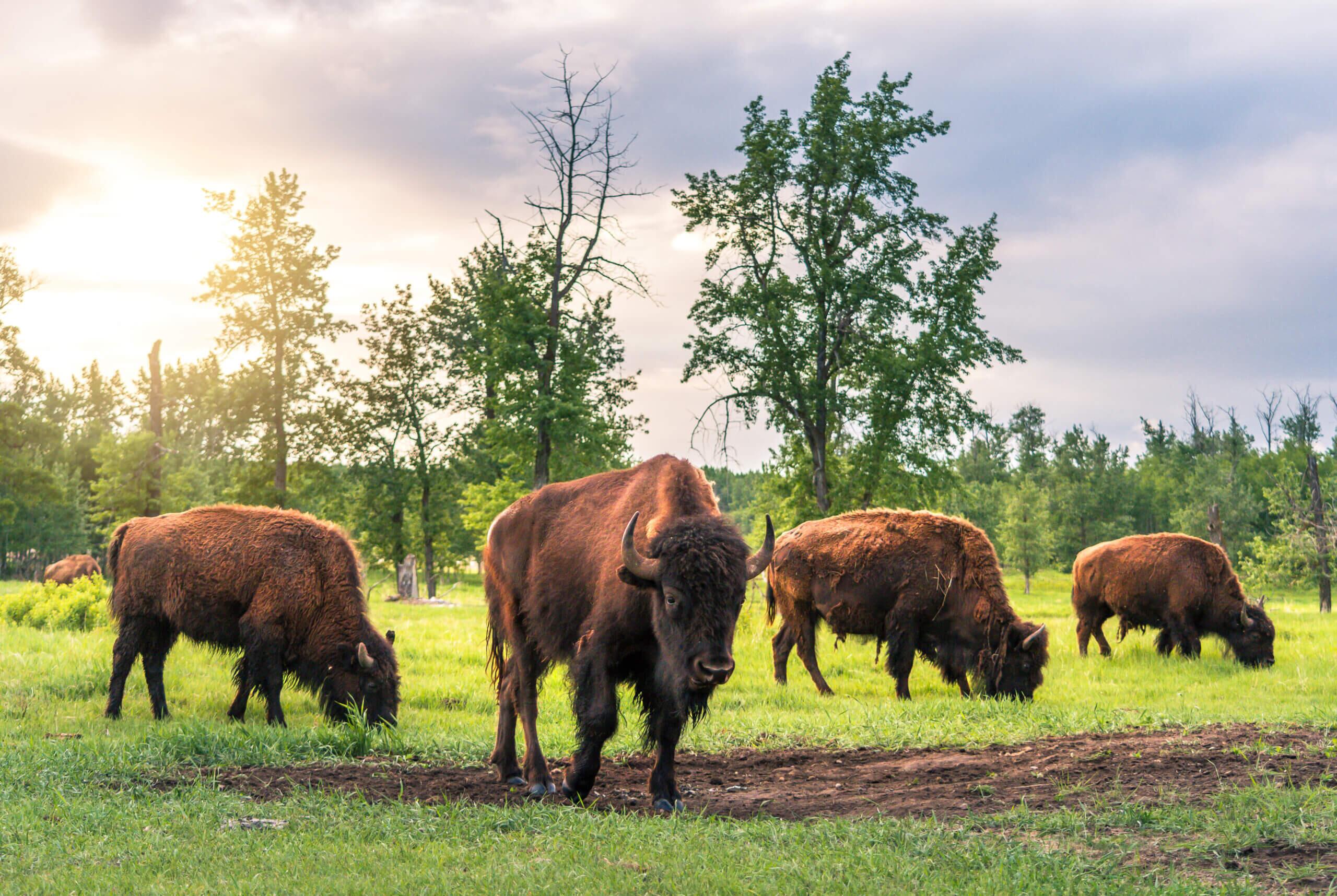 Picture of Elk Island National Park