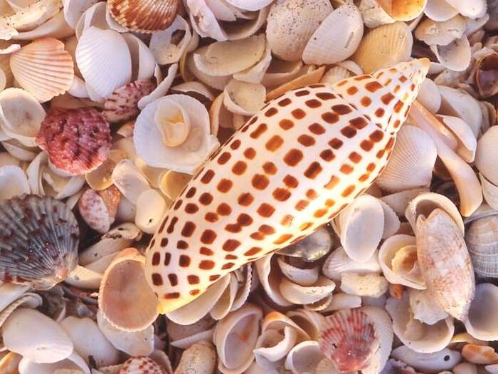 Picture of Shelling