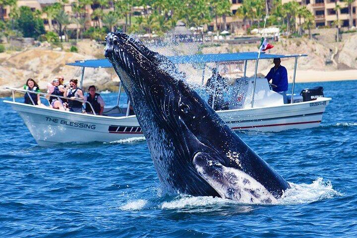 Picture of Cabo Whale Watching