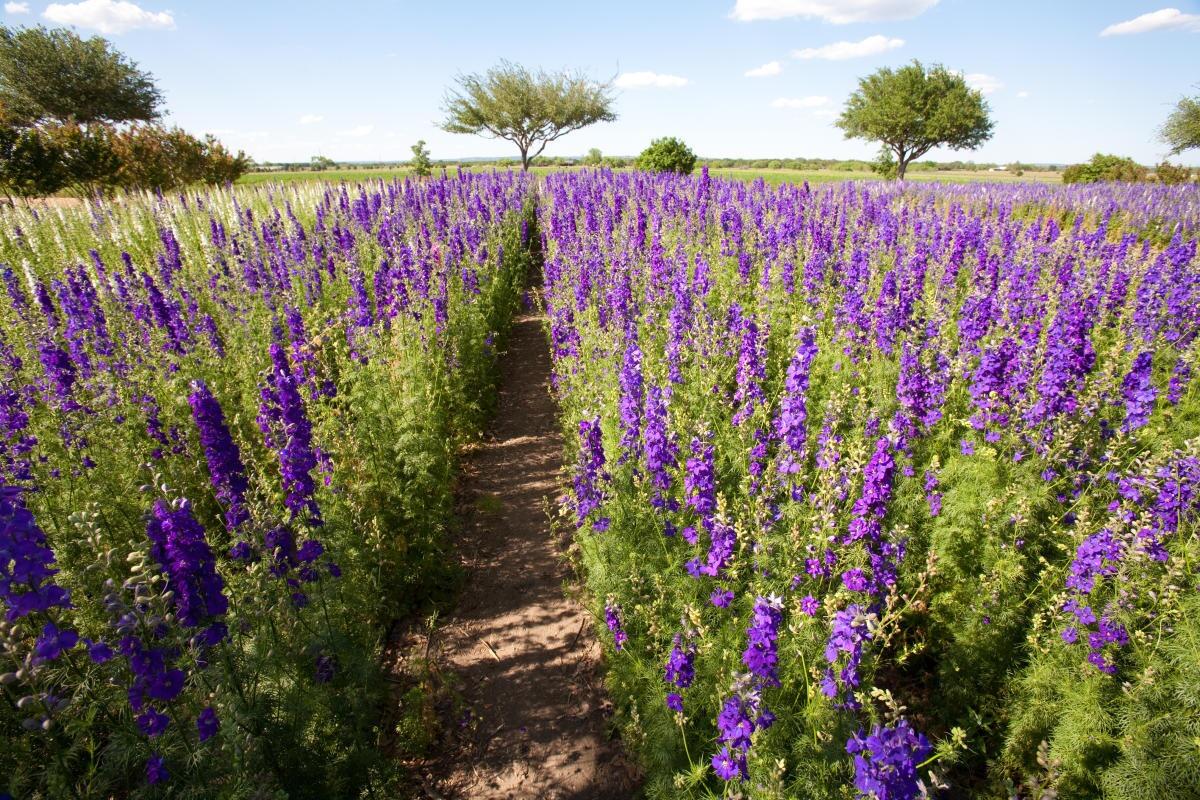Picture of Farms/ Orchids