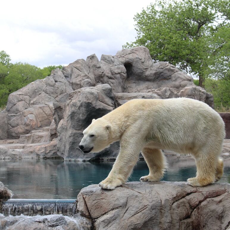 Picture of ABQ BioPark Zoo