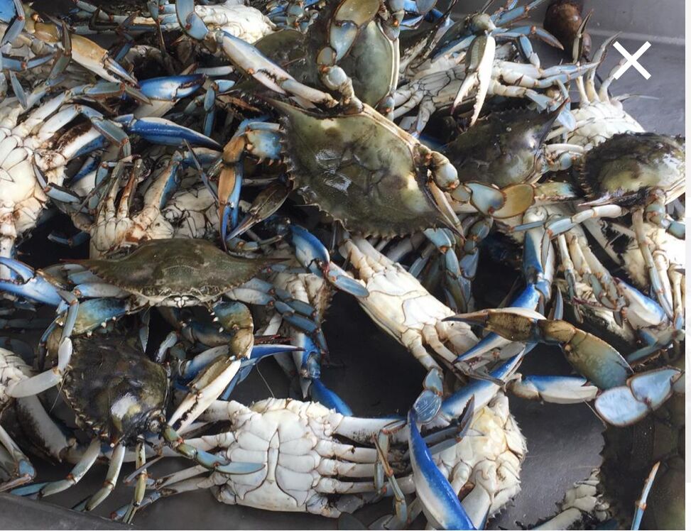 Picture of Stevensville Crab Shack 