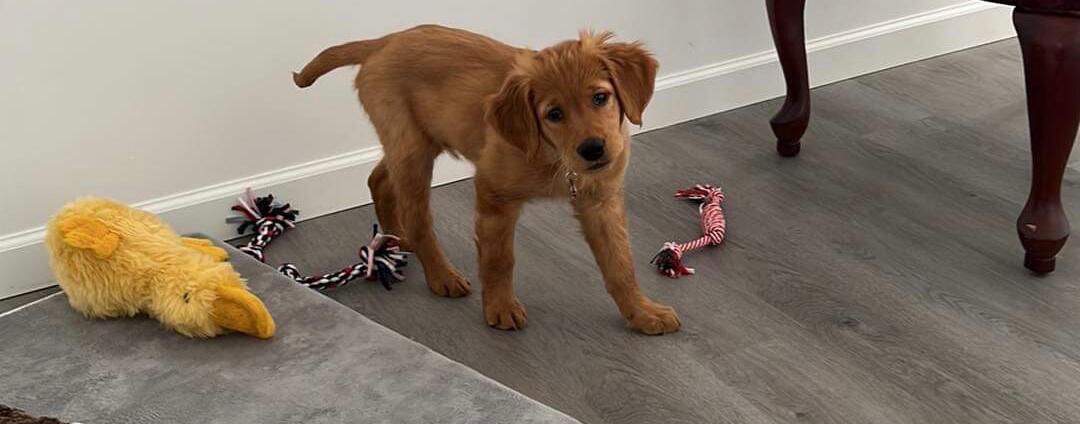 Picture of first dog