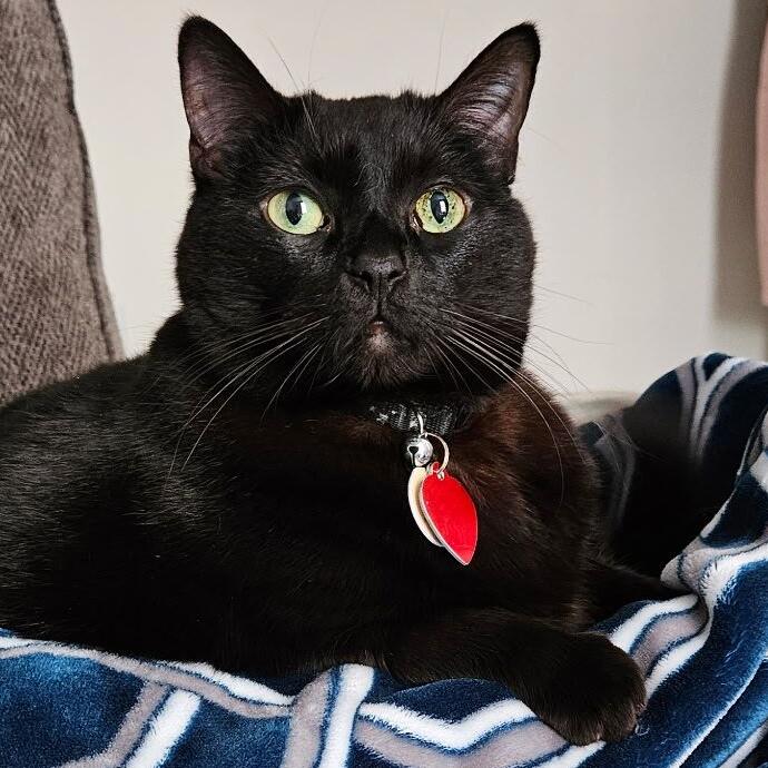 Bellatrix