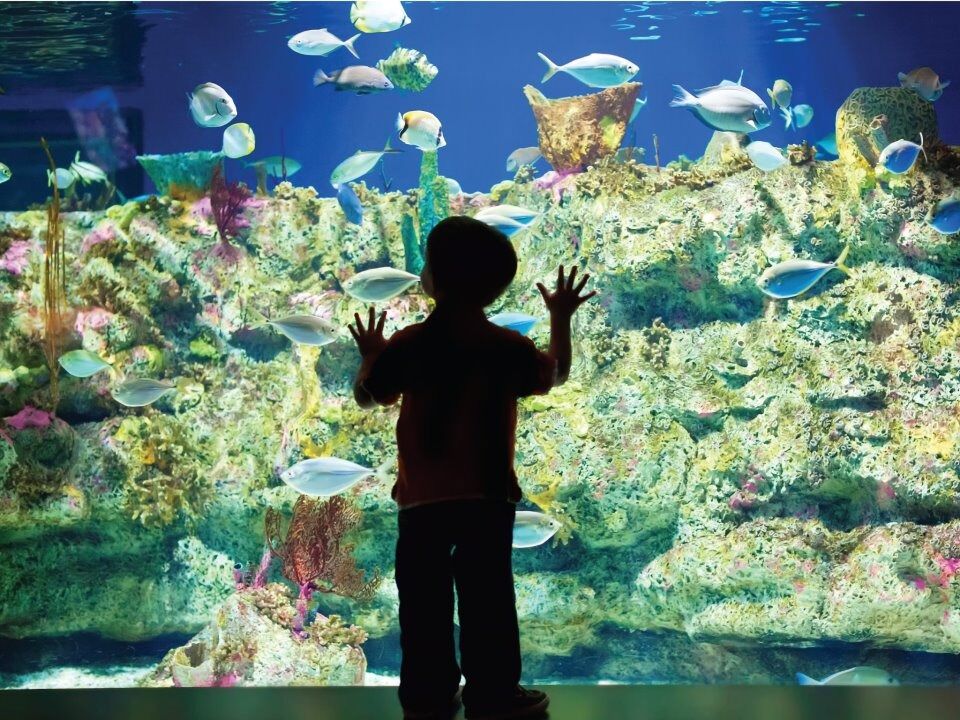 Picture of North Carolina Aquarium at Fort Fisher