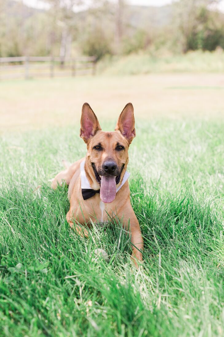 Puppy Bow Tie and Shirt Collar