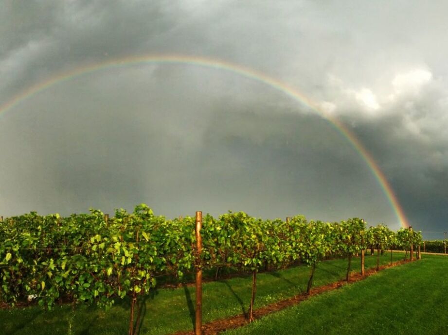 Picture of Millner Heritage Vineyard & Winery