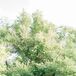 Jen and Nnanna exchanged vows under a large Oak tree while guests sat at the reception tables. Loving the venues natural beauty, the couple created a European garden wedding-feel with minimal decor.