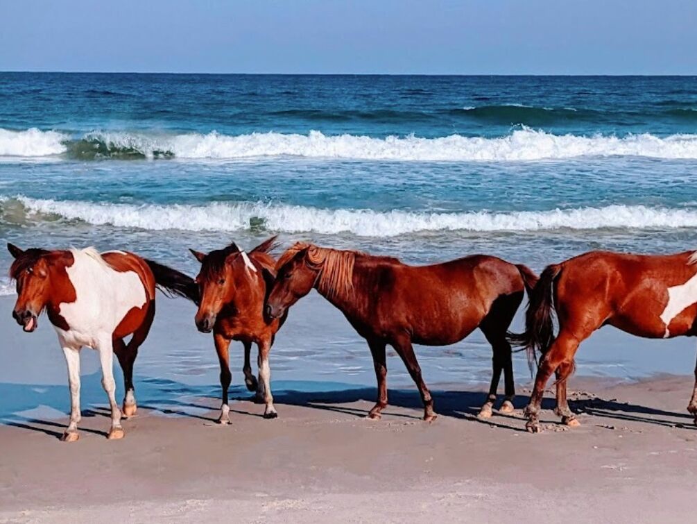 Picture of Assateague Island National Seashore
